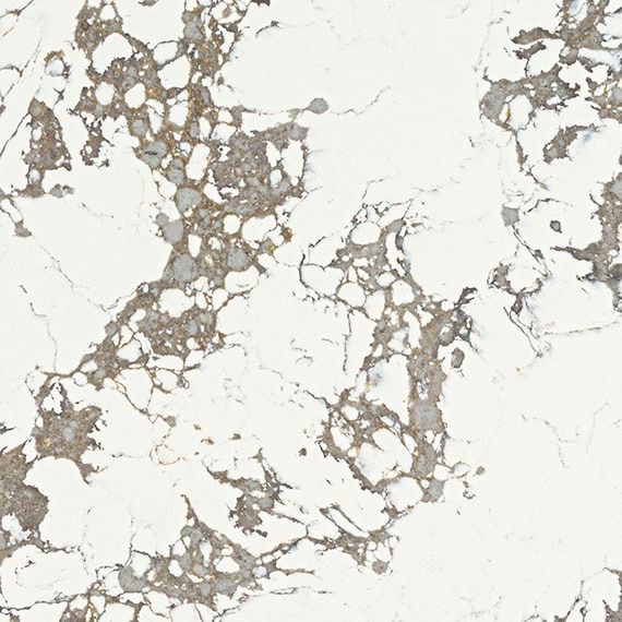 Arctic Arabescato by Daltile